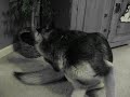 Matt is playing the harmonica & Tiffi (my german shephard) is not happy about it.  She lets us know too.  lol  So does Max (my Whippet) at the very end of the video...