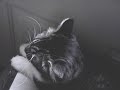 Chirping cats Chirping cats