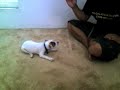 Jack Russell Terrier Nabisco Disco Tricks Jack Russell Terrier Nabisco Disco Tricks