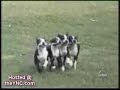 Perros chistosos