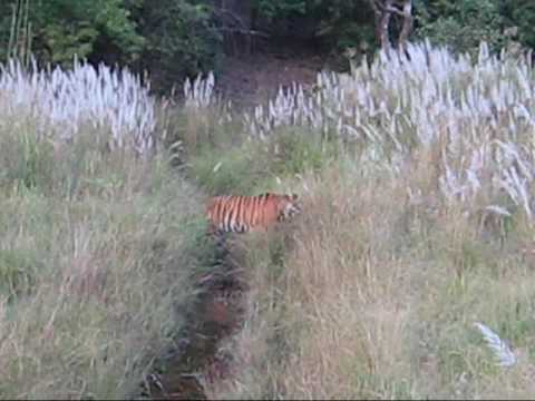 tigerion