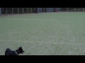 Click here to watch this video Dogs on Wiz