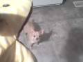 videos de The Chihuahua Diaries: The Great Babalu & El Guante