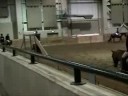 Horse For Sale
