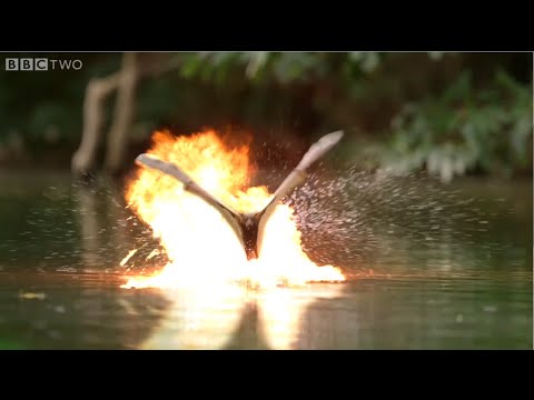 Collection - Animal with VFX lasers