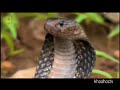 Click here to watch this video Những sinh vật nguy hiểm nhất ở Châu Á Thái Bình Dương.