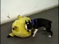 Pikachu vs. Perrito caliente