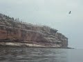 Bonaventure Gannets