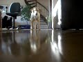 schattig hondje 3 schattig hondje 3