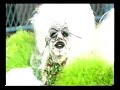 Comiss�o de Frente -- Imperatriz Leopoldinense 2004