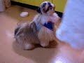 ?????shih-tzu