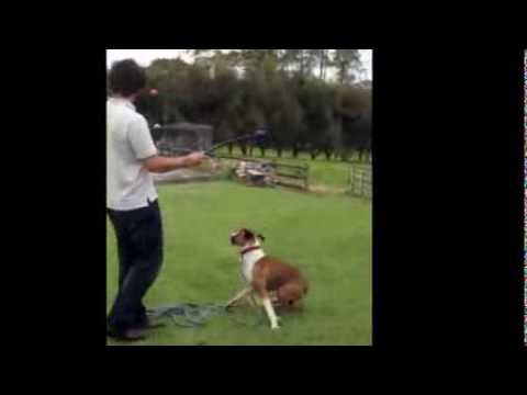 how to train boxer dog