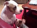 Pits and Yorkies