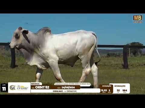 1� LEIL�O PRODU��O FAZENDA ORIENTE