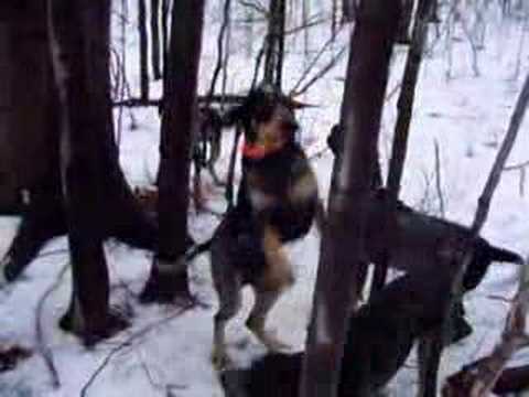 black and tan coonhound treeing