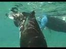 Video Islands Galapagos - Travel Guide Ecuador