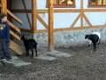 Goats in Brno Zoo
