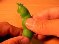Edamame endless Edamame endless