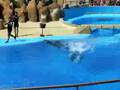 Marineland Spain Hiszpania 2008 Dolphins Delfiny 1/5