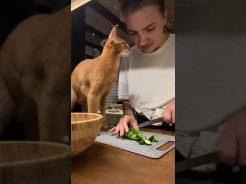 Abyssinian Cat Rubs up Against Lady and Licks Her for Cucumber
