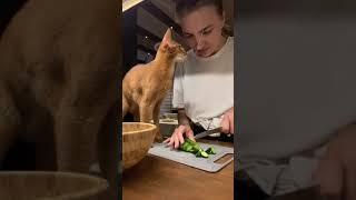 Abyssinian Cat Rubs up Against Lady and Licks Her for Cucumber