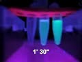 Renaturation of GFP (long version)