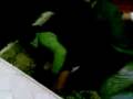 videos de makara biz (komedi yha)