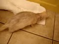 My Cute Ferret, Wantagh