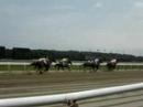Horsies