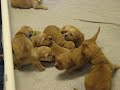 Golden Retriever Puppies 13 days old. Golden Retriever Puppies 13 days old.