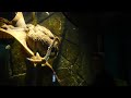 Ginormous octopus