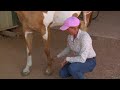 Horse Care & Knowledge : Horse Anatomy: Front Legs