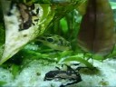 Pritlikava napihovalka Dwarf Puffer Sory for the shaky hands!