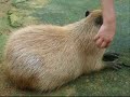 Touching Capybaras