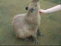 Touching Capybaras
