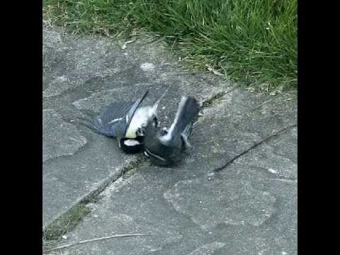 catfight