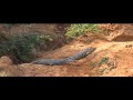 supersized Nile crocodile