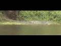 supersized Nile crocodile