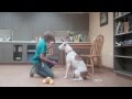 Bongo.mov