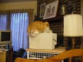 Lucky Cat's Printout Delivery Service