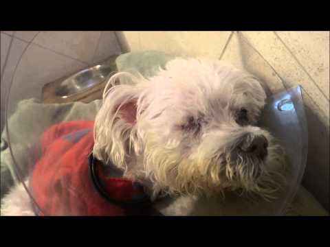 how to treat aspiration pneumonia