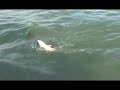 Idaho Smallmouth Bass fishing MONSTER FISH AMAZING!