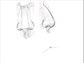 How to Draw Noses