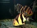 Monster Fish Tank Feb 2007 Monster Fish Tank Feb 2007