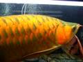 Monster-Fish-Tank-Fe