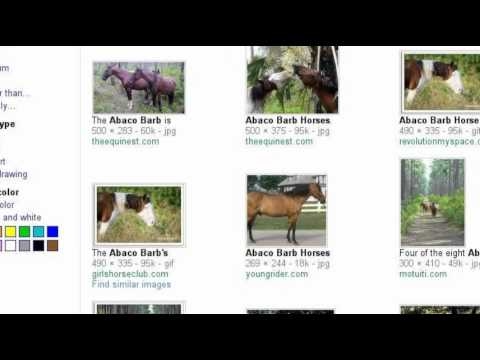 horse types!