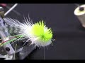 Tying a Dahlberg Diver - Part 2