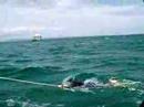 Queenscliff Australia Dolphin Adventure!