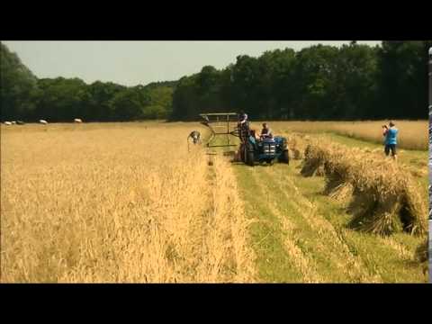 how to grow and harvest rye