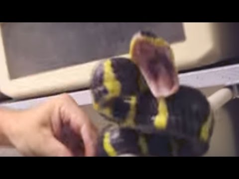 YouTube reptile video